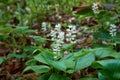 Blooming Maianthemum bifolium (false lily of the valley or May lily) Royalty Free Stock Photo