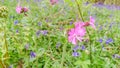 Blooming Maiden Pink Dianthus deltoides Royalty Free Stock Photo