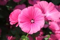 Flowering mallow pink