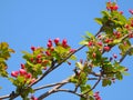 The blooming Malus halliana in spring Royalty Free Stock Photo