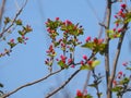 The blooming Malus halliana in spring Royalty Free Stock Photo