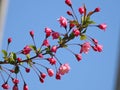 The blooming Malus halliana in spring Royalty Free Stock Photo