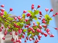 The blooming Malus halliana in spring Royalty Free Stock Photo
