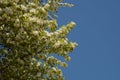 Blooming malus sylvestris in front of azure sky, european crab a