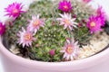 Blooming mamillaria cactus flower in clay pot on white blurred background. Selective focus. Close up Royalty Free Stock Photo