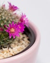 Blooming mamillaria cactus flower in clay pot on white blurred background. Selective focus. Close up Royalty Free Stock Photo