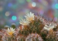 Blooming Mammillaria cactus