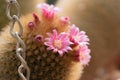 Blooming Mammillaria, pincushion cactus, with pink flowers and closeup of metal chain