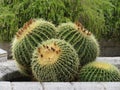 Mammillaria rhodantha, cactus plant growing in a garden