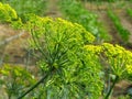 Anethum graveolens. Anethum graveolens L. dill aromatic medicinal annual herb. Blooming mammoth dill in the garden.