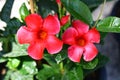 Blooming mandevilla