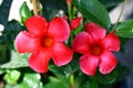 Blooming mandevilla