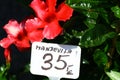 Blooming mandevilla
