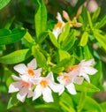 Blooming Mandevilla laxa in clear weather, commonly known as Chilean jasmine. Jasmine blooms with white flowers