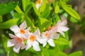 Blooming Mandevilla laxa in clear weather, commonly known as Chilean jasmine. Jasmine blooms with white flowers