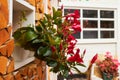 Blooming Mandevilla sanderi Red Riding Hood with red flowers.