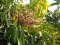 Blooming mango tree looks beautiful