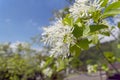 White flowers of manna ash in bloom