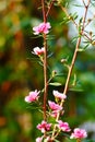 Manuka myrtle(leptospermum scoparium) Royalty Free Stock Photo