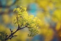 Blooming of maple tree Royalty Free Stock Photo