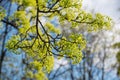 Blooming of maple tree Royalty Free Stock Photo