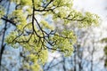Blooming of maple tree Royalty Free Stock Photo