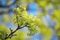 Blooming of maple tree Royalty Free Stock Photo