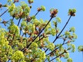 Blooming maple tree, Lithuania Royalty Free Stock Photo