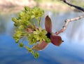 Blooming maple tree in spring, Lithuania Royalty Free Stock Photo