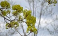 Blooming of maple tree at spring time, natural seasonal background Royalty Free Stock Photo