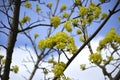 Blooming of maple tree at spring time, natural seasonal background Royalty Free Stock Photo