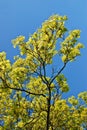 Blooming maple tree twig in early spring Royalty Free Stock Photo