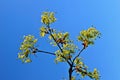 Blooming maple tree twig in early spring Royalty Free Stock Photo