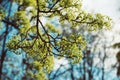 Blooming of maple tree Royalty Free Stock Photo