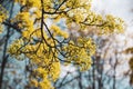 Blooming of maple tree Royalty Free Stock Photo