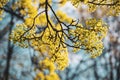 Blooming of maple tree Royalty Free Stock Photo