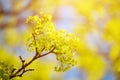 Blooming of maple tree Royalty Free Stock Photo