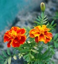 Blooming marigold also known as tagetes flowers