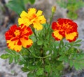 Blooming marigold also known as tagetes flowers