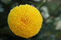 Blooming marigold background Royalty Free Stock Photo