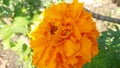 Blooming marigold flowers