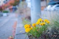 Blooming marigold on wayside in yamanashi, Japan