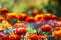 Blooming marigolds in the garden with a rainbow