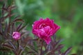 Blooming maroon Bush decorative perennial peony