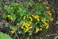 Blooming marsh marigold - caltha palustris Royalty Free Stock Photo