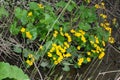 Blooming marsh marigold - caltha palustris Royalty Free Stock Photo