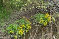 Blooming marsh marigold - caltha palustris Royalty Free Stock Photo