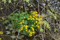 Blooming marsh marigold - caltha palustris Royalty Free Stock Photo