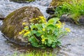 Blooming Marsh marigold flowers in the water Royalty Free Stock Photo