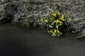 blooming marsh marigold in spring Royalty Free Stock Photo